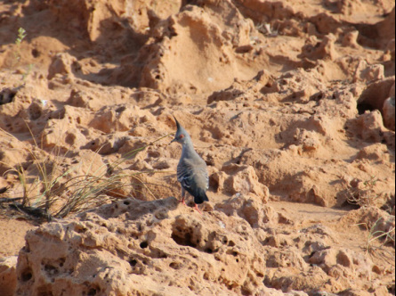 Top Knot Pigeon on the sandstone cliffs Port Hedland.