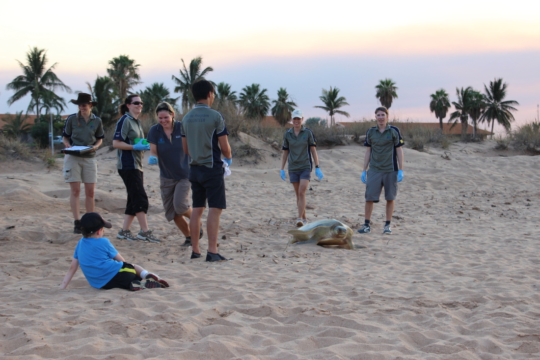 Care for Port Hedland's Flatback Turtle Program in action on the beach